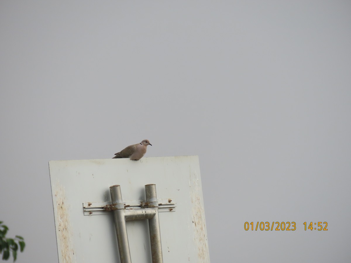 Eurasian Collared-Dove - ML563920881