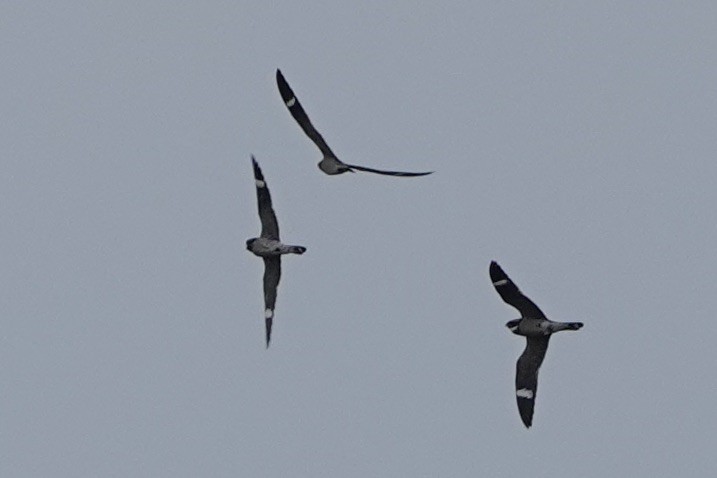 Common Nighthawk - ML563920991