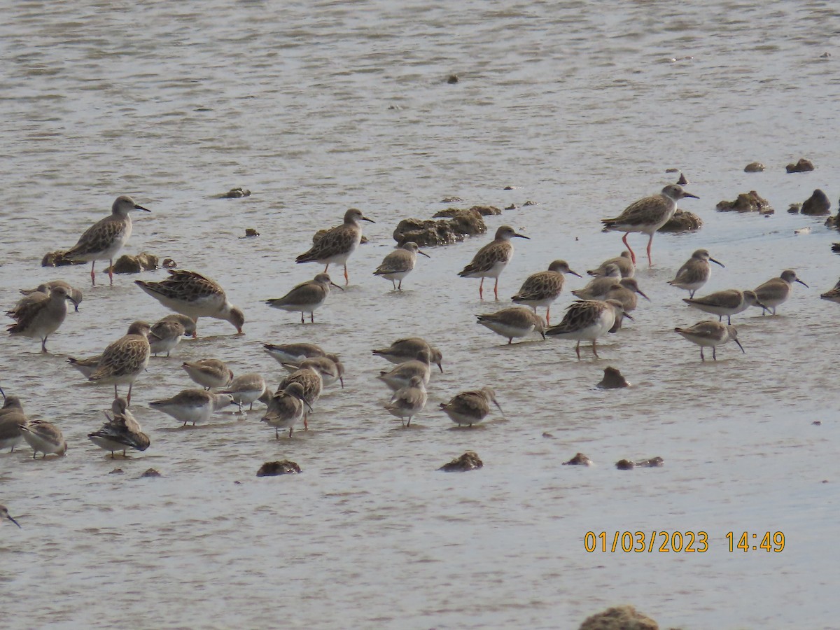 Curlew Sandpiper - ML563921511