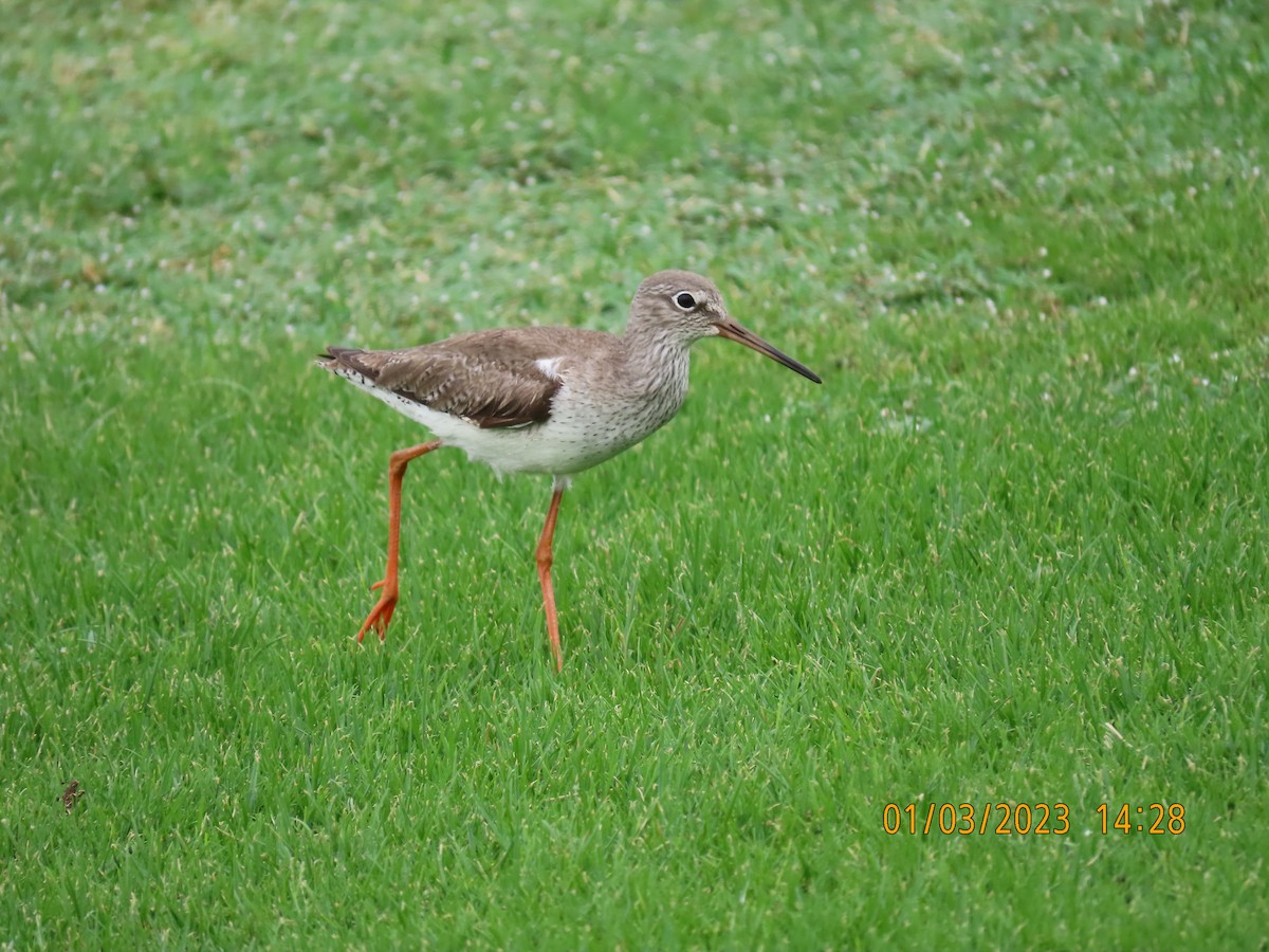 Common Redshank - ML563922391