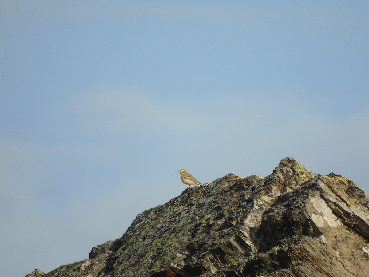 Tawny Pipit - ML563923001