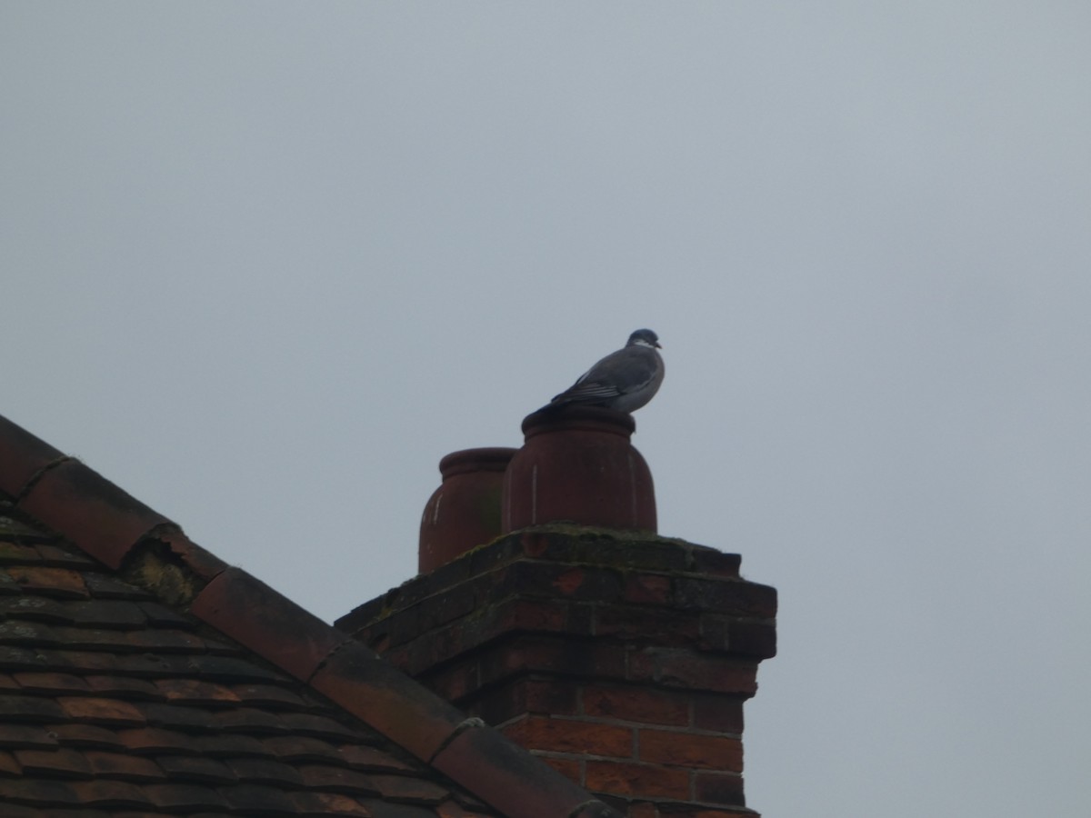 Common Wood-Pigeon - ML563923131