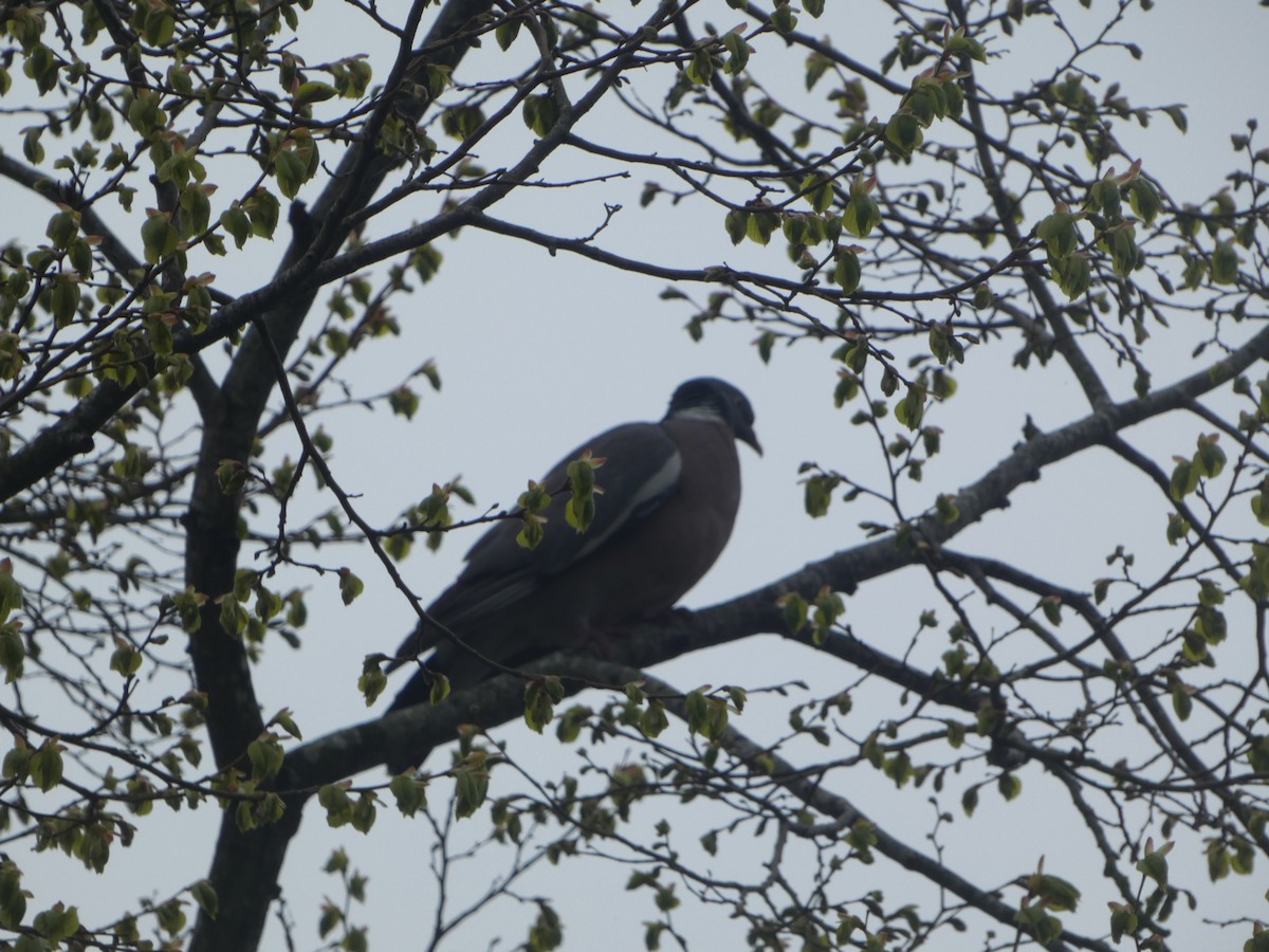 Common Wood-Pigeon - ML563923151