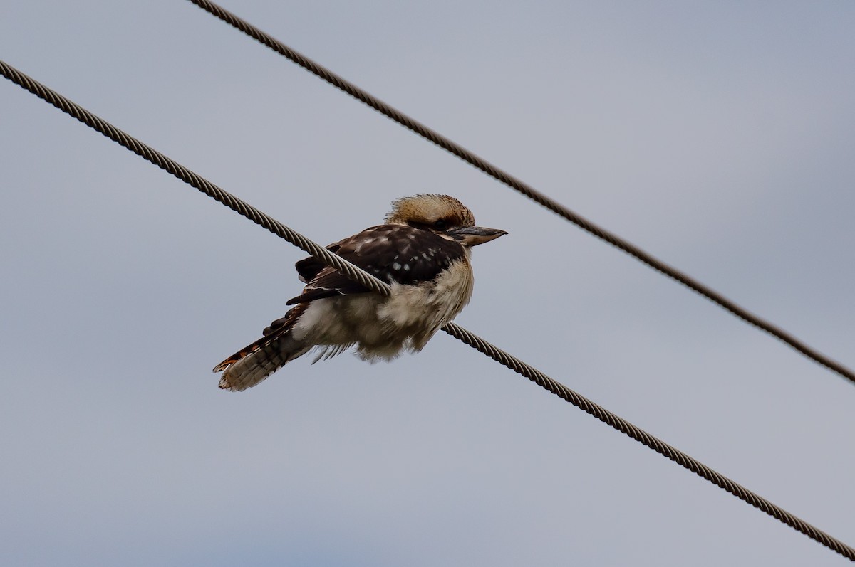 Laughing Kookaburra - ML563923411