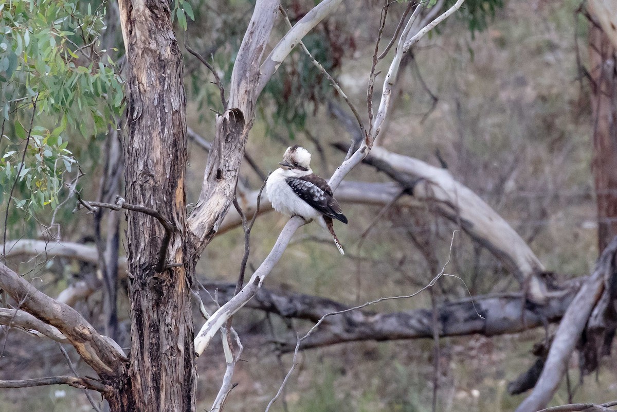 Laughing Kookaburra - ML563923421
