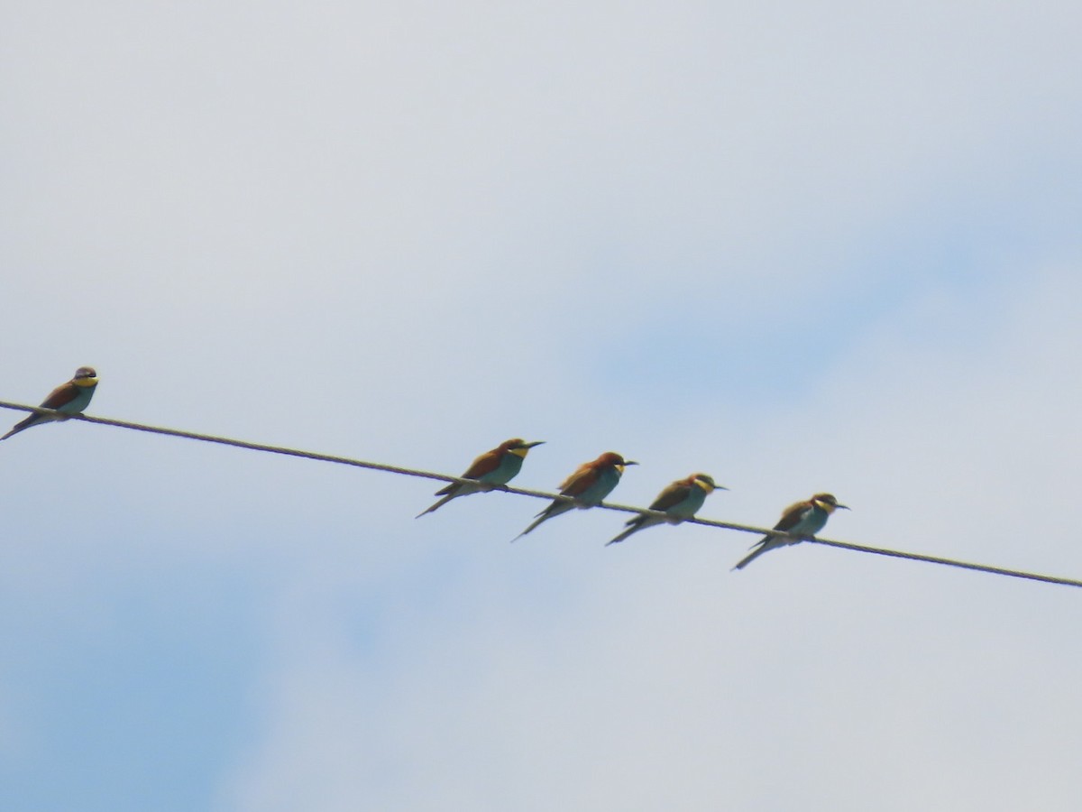 European Bee-eater - ML563923511