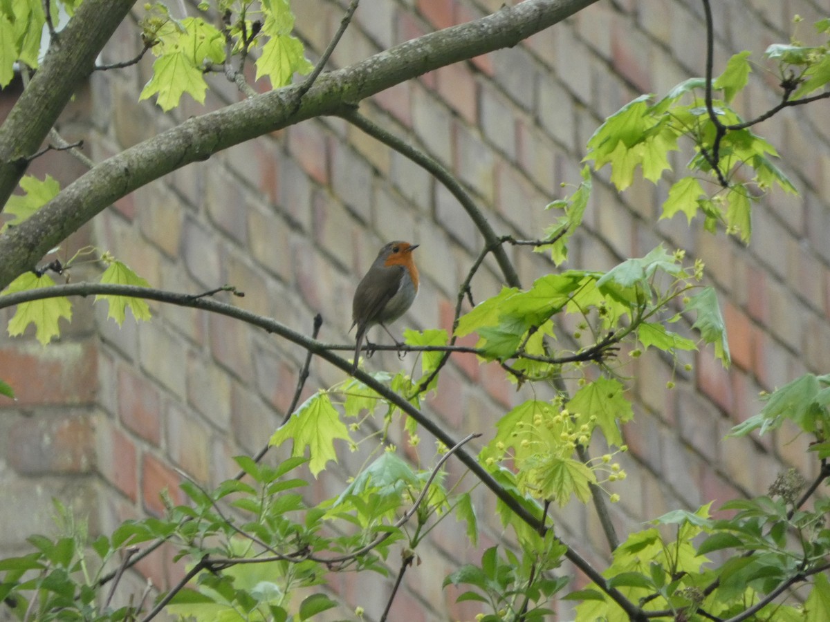 European Robin - ML563923701