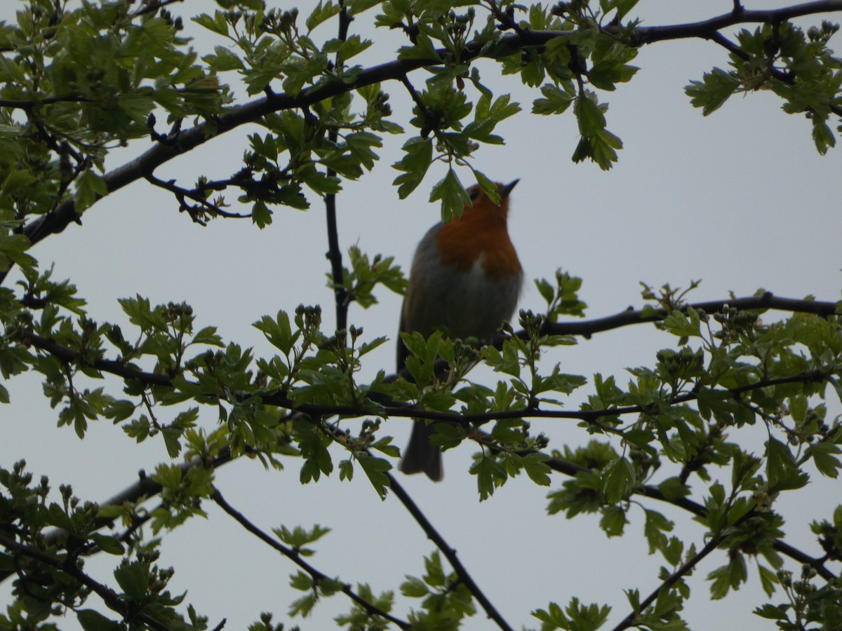 European Robin - ML563923711