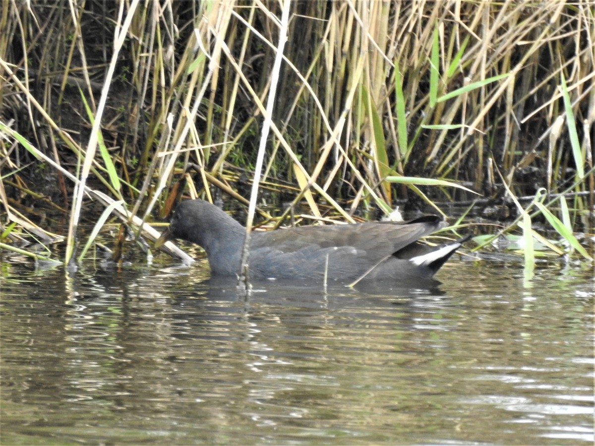 Dusky Moorhen - ML563923761