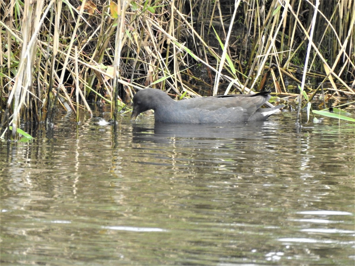 Dusky Moorhen - ML563923791