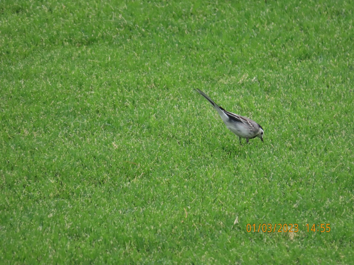 White Wagtail - ML563923941