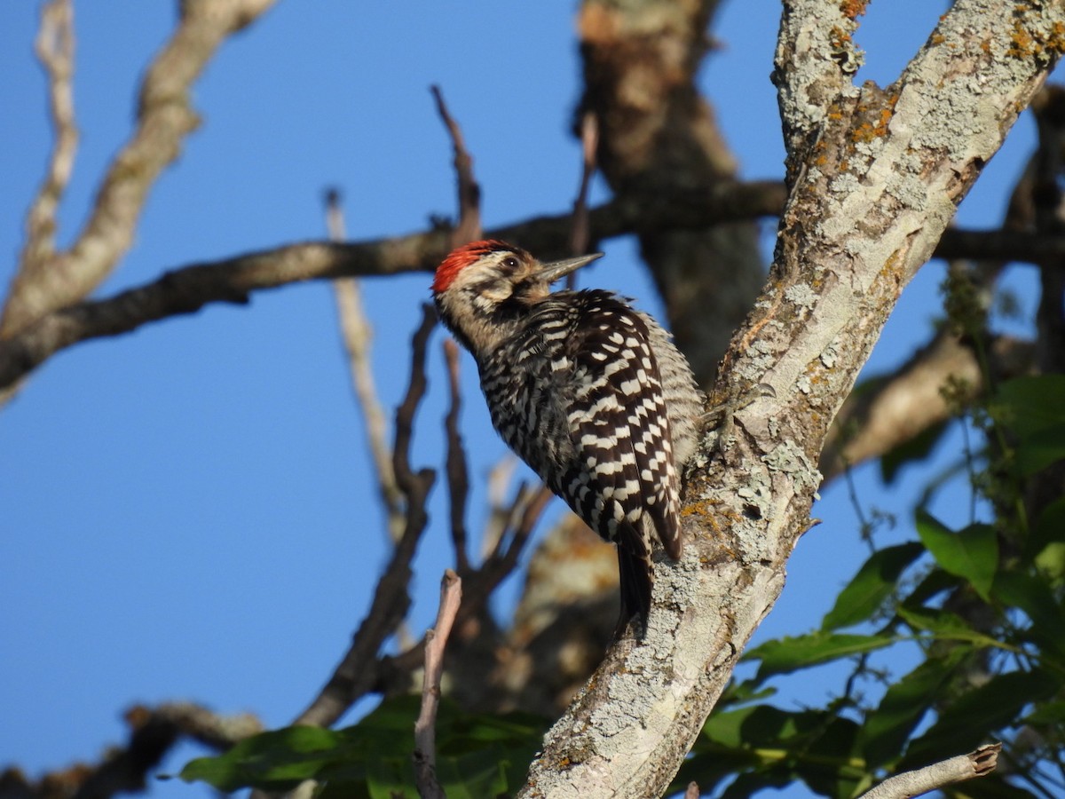 Ladder-backed Woodpecker - ML563924171