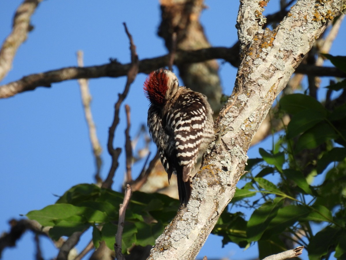 Ladder-backed Woodpecker - ML563924201