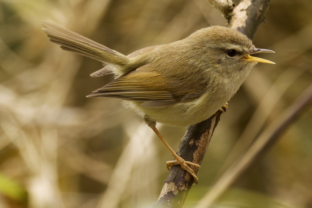 Hume's Bush Warbler - ML563925341