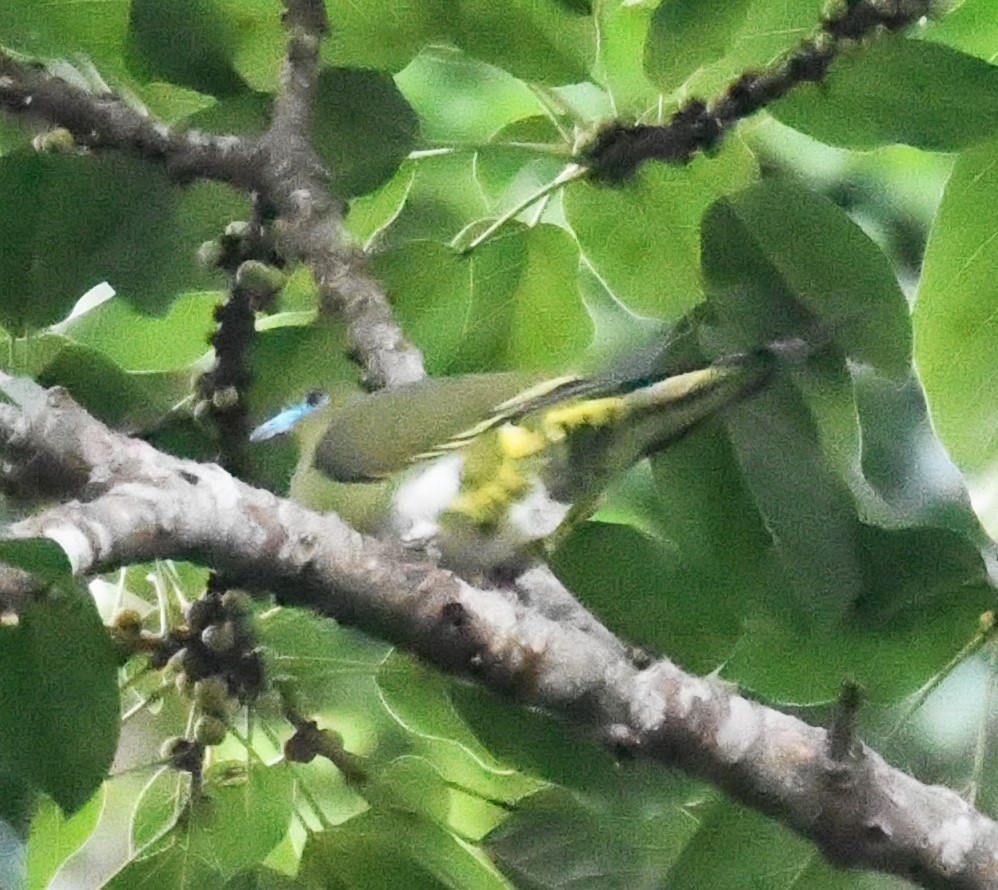 Yellow-vented Green-Pigeon - ML563925591