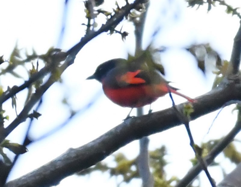 Scarlet Minivet (Scarlet) - ML563925971