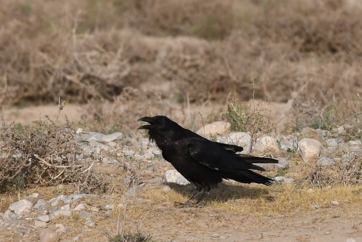 Common Raven - ML563926111