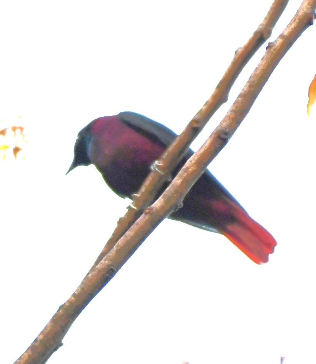 Maroon Oriole - ML563926131