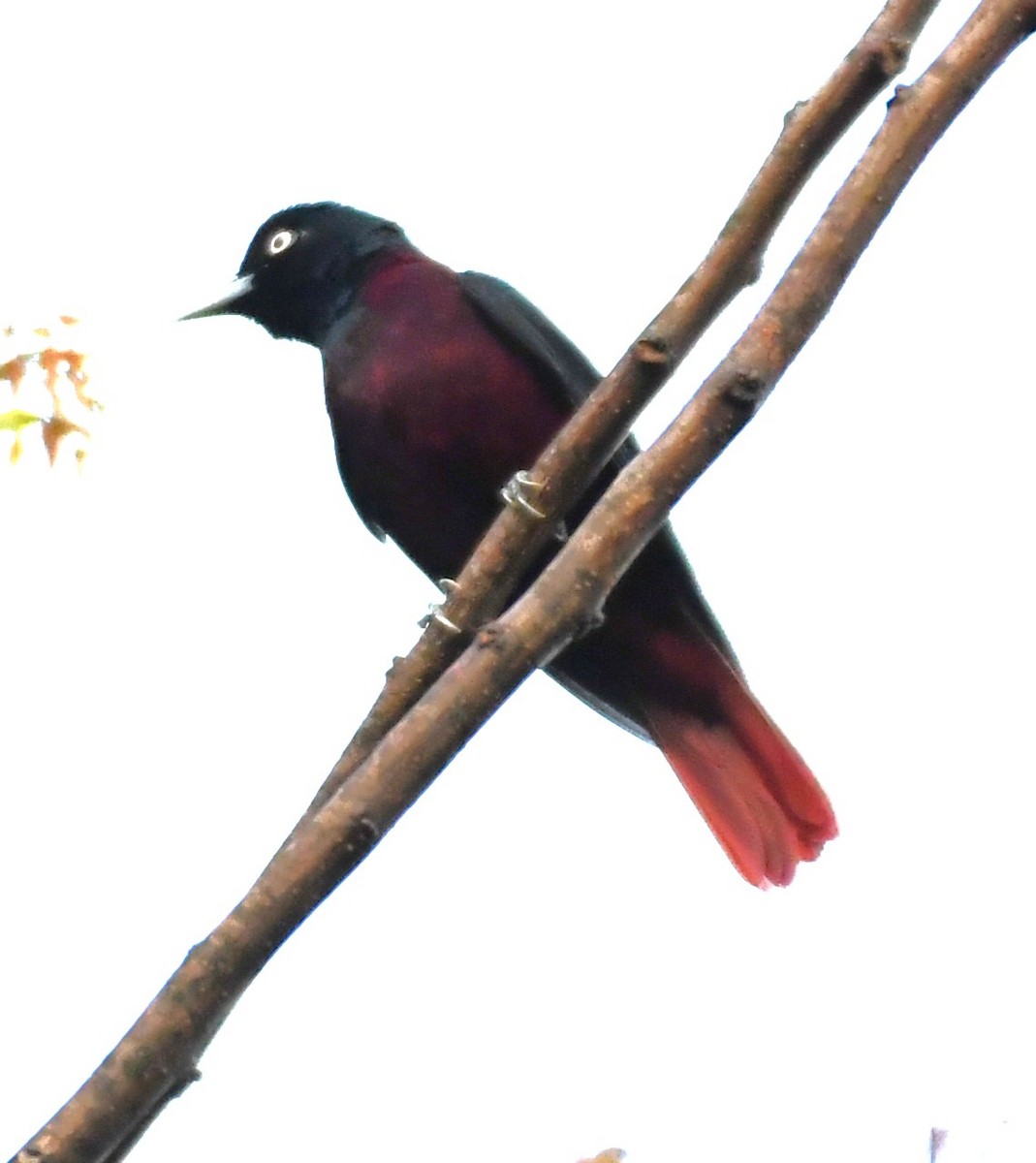 Maroon Oriole - ML563926141