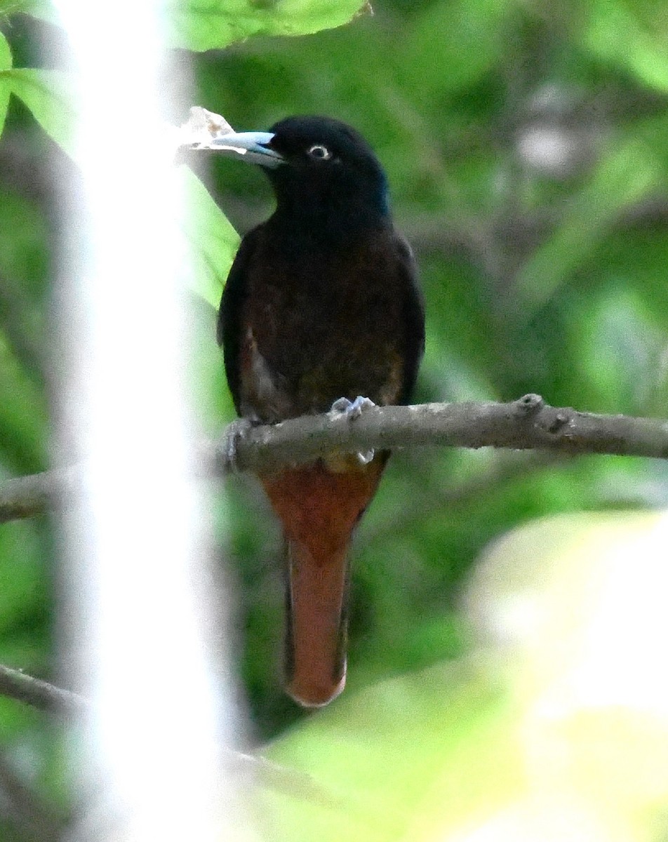 Maroon Oriole - ML563926151