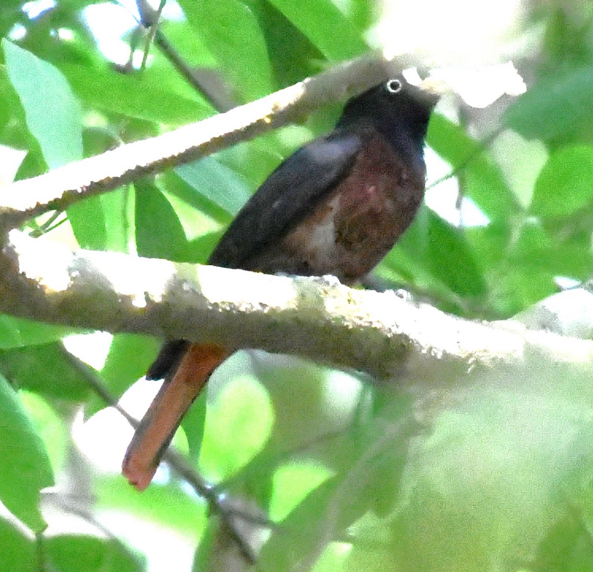 Maroon Oriole - ML563926161