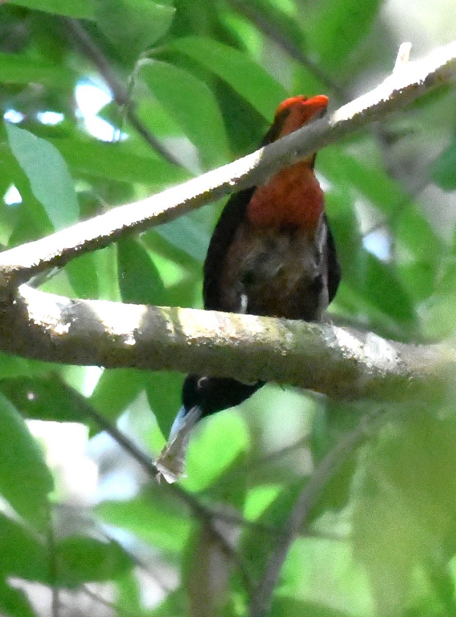 Maroon Oriole - ML563926171