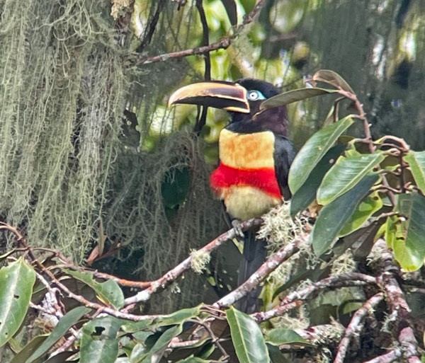 Chestnut-eared Aracari - ML563927051