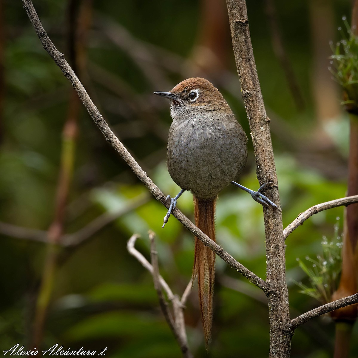 Eye-ringed Thistletail - ALEXIS ALCANTARA