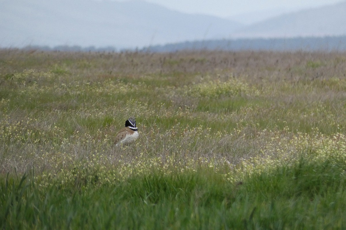 Little Bustard - Xabier Remirez