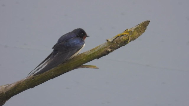 Golondrina Común - ML563928301