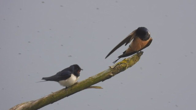 Golondrina Común - ML563928321