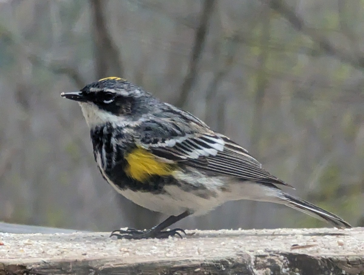 Yellow-rumped Warbler - Deborah Fahy