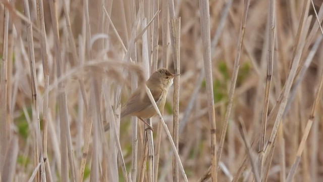 קנית קטנה - ML563928581