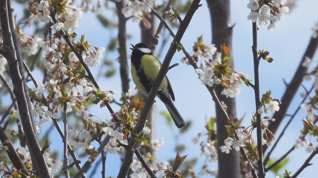 Mésange charbonnière - ML563928621