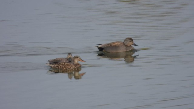 Gadwall - ML563928681