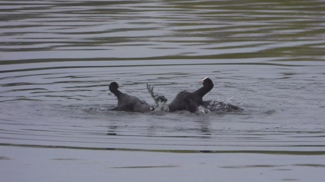 Eurasian Coot - ML563928791