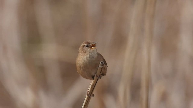 גדרון מובהק - ML563928951