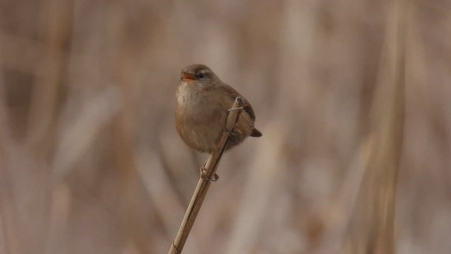 Eurasian Wren - ML563929011