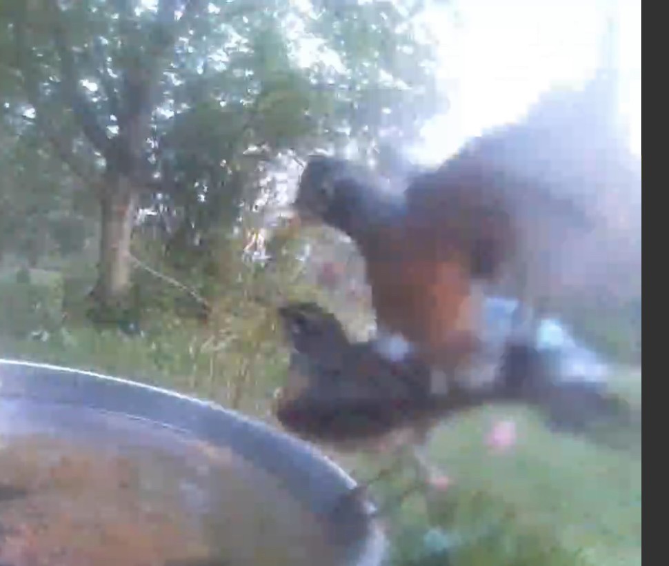 American Robin - ML563929211