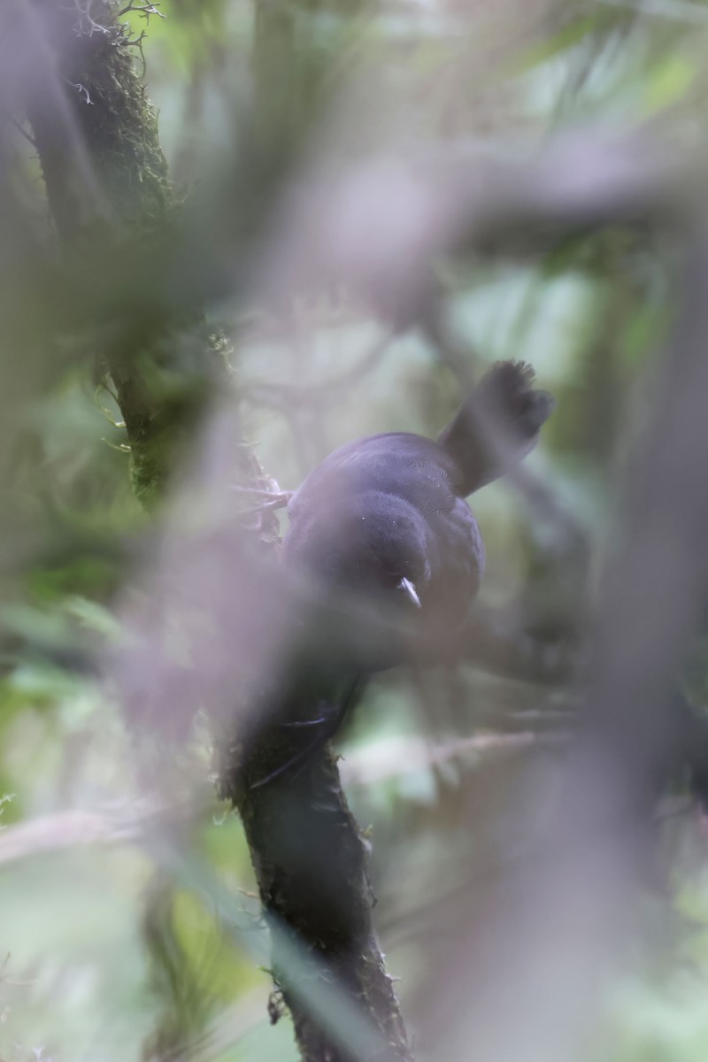Blackish Tapaculo (Pacific) - ML563930981