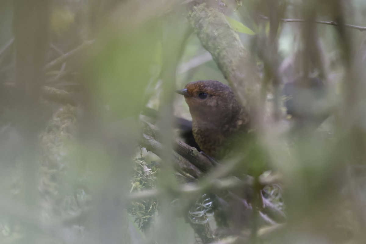 Blackish Tapaculo (Pacific) - ML563931041