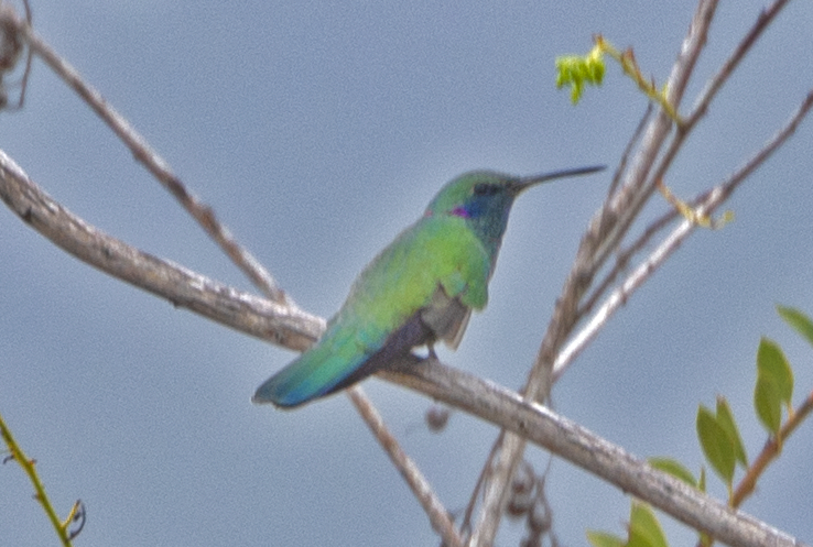 Colibri à ventre blanc - ML563931211