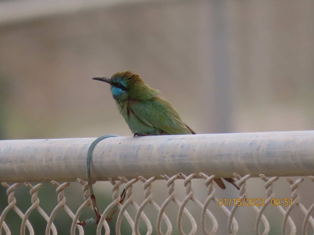 Arabian Green Bee-eater - ML563931561