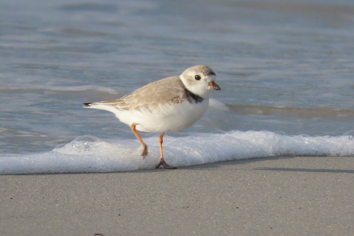 Piping Plover - ML563931731