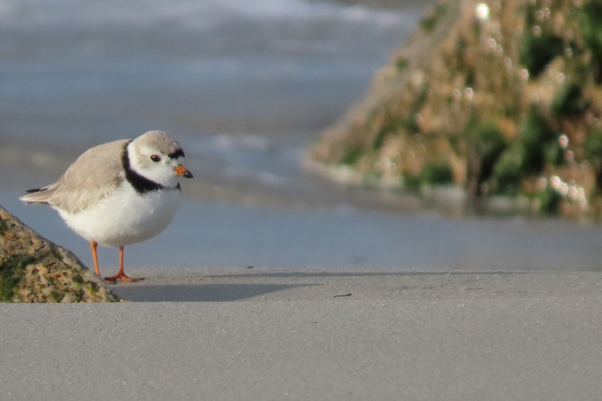 Piping Plover - ML563931821