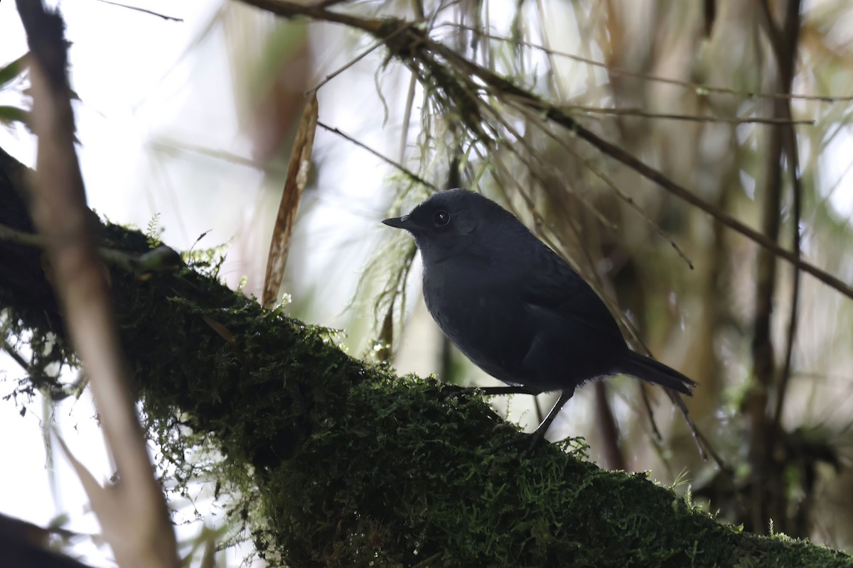 Blackish Tapaculo (Blackish) - ML563932321