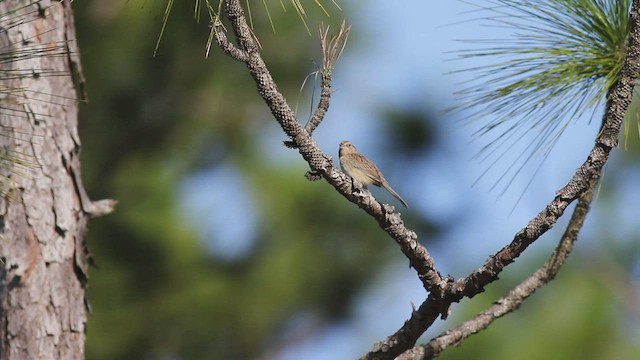 Bachman's Sparrow - ML563932461