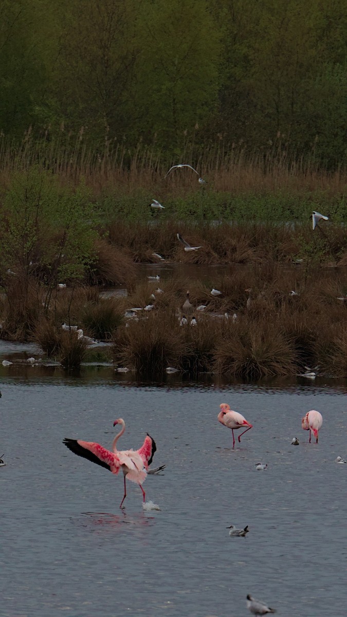 Greater Flamingo - ML563932821