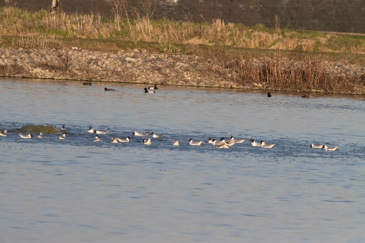 Bonaparte's Gull - ML563933691