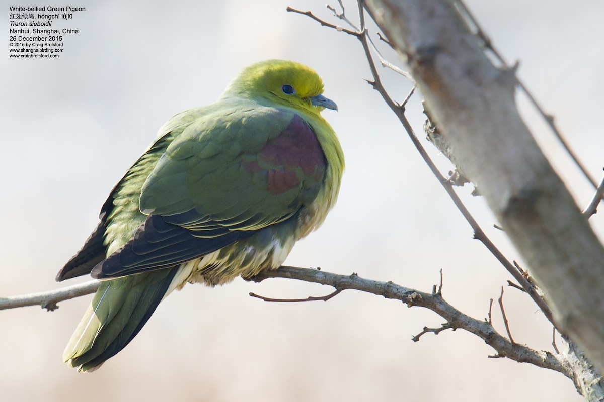 White-bellied Green-Pigeon - ML56393411